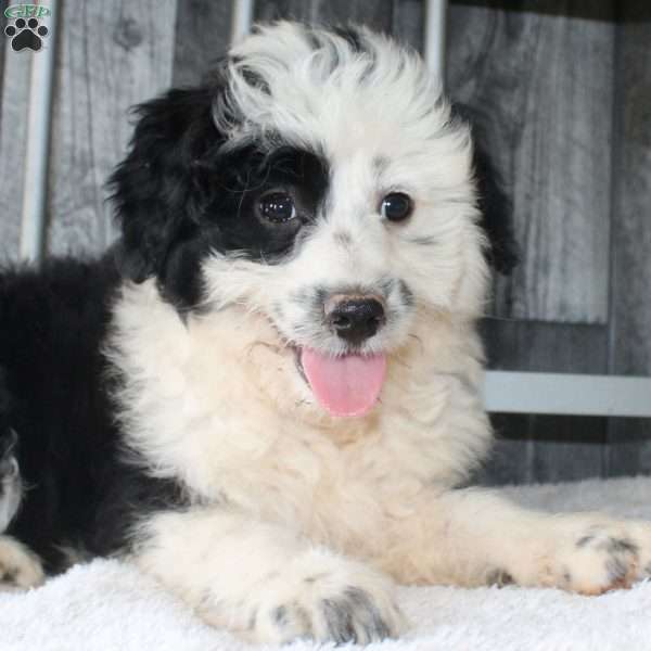Valerie, Mini Aussiedoodle Puppy